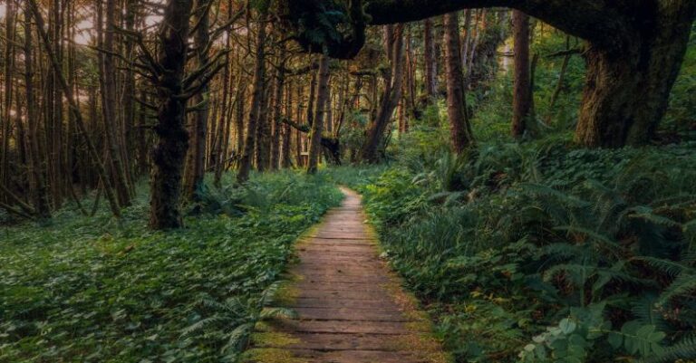 Biomes - Brown Wooden Pathway in the Middle of Green Grass and Trees