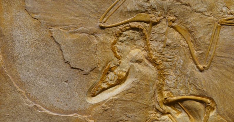 Evolution - Dinosaur fossil on rough stone formation